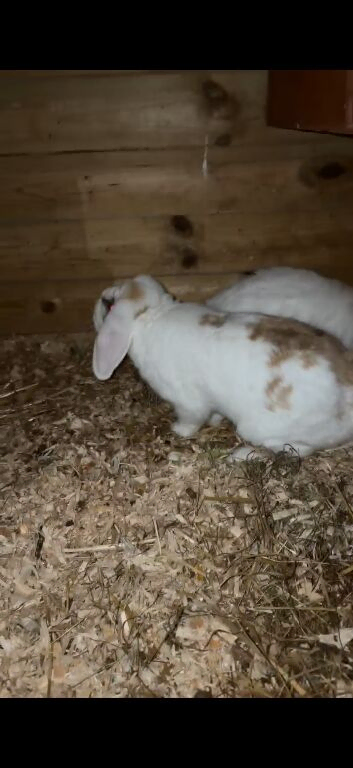 Female lop rabbit