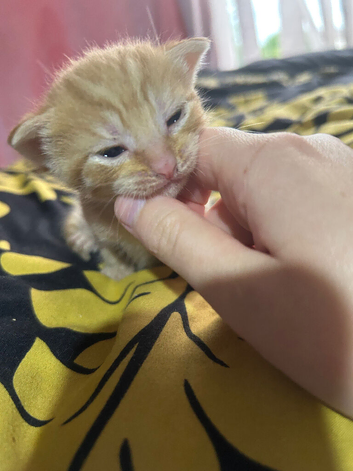 Tortoiseshell cross bengal tabby kittens