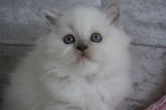Beautiful Long Haired Kitten