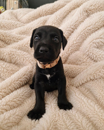 Beautiful Patterdale puppies for sale!