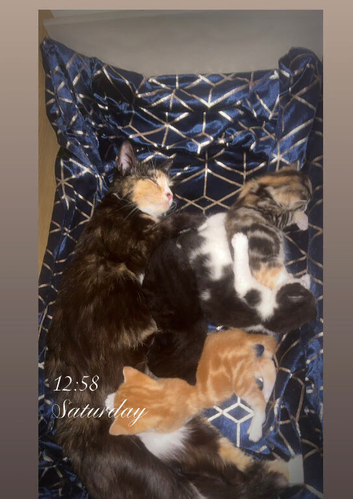 Kittens