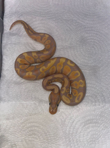 Banana Yellowbelly 100% Het Pied