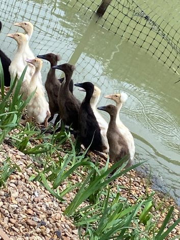 Indian runner ducklings NN10
