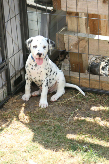 Litter of pure dalmatian puppies