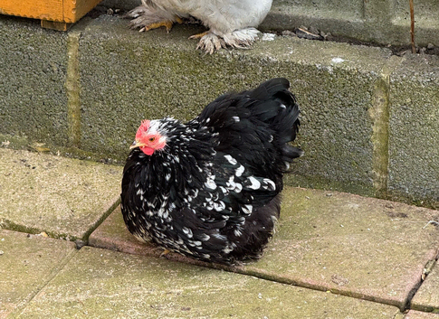 Pekin Bantams