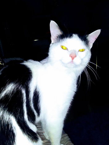 Cat
