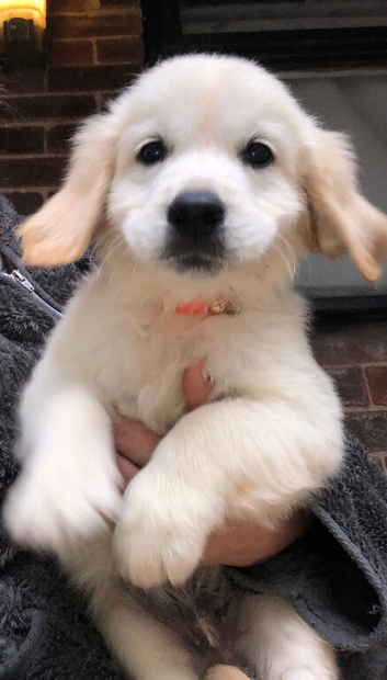 Golden retriever puppies ready now
