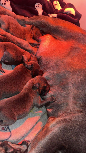 Beautiful blue staff puppies