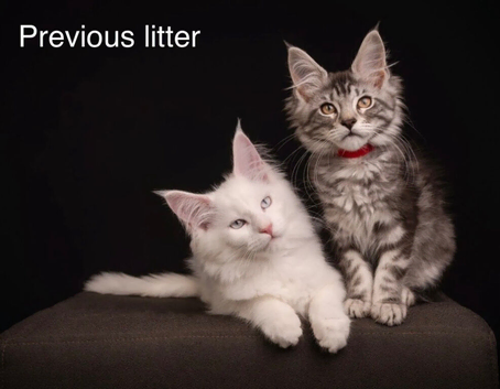 TICA & Council licensed Maine Coon kittens