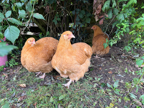 Buff Orpington POL