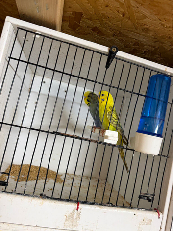 budgies and finches for sale