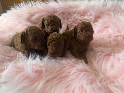 Solid red poodles ( left two girls)