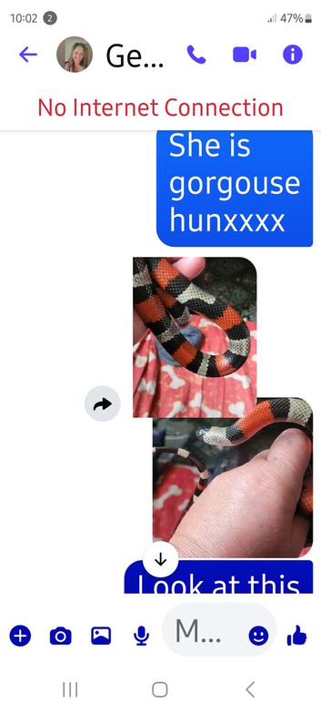 One milk snake