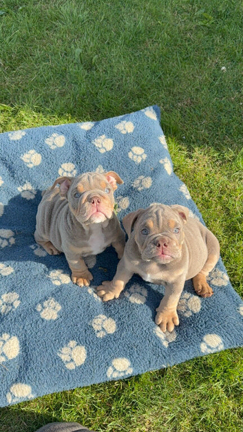 English bulldogs ready to go