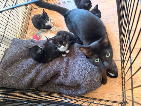 2 female kittens available immediately