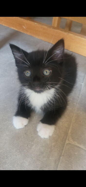 Rare tuxedo kittens in need of home