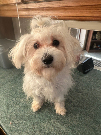 Anna bichon frise