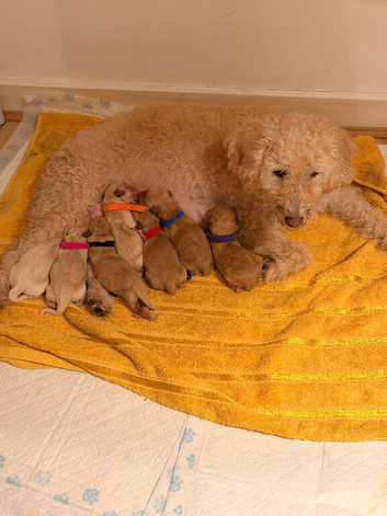 F1 Labradoodles