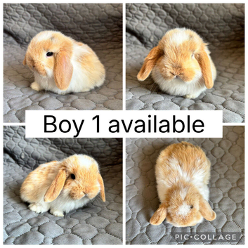 4 beautiful baby mini lops ready to reserve