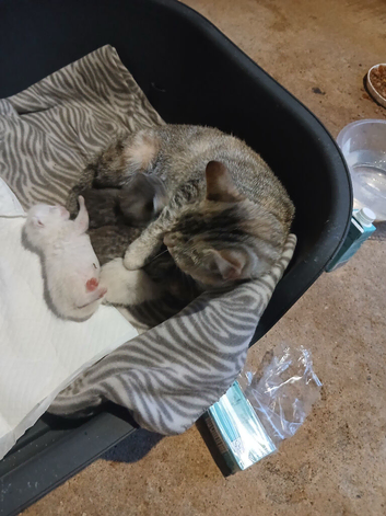 4 beautiful kittens