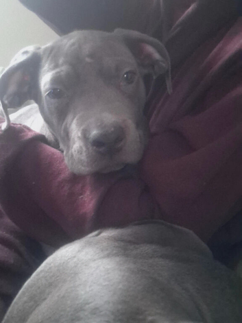 PUP'S4SALE &pound;575ono your perfect pet is here waiting for you