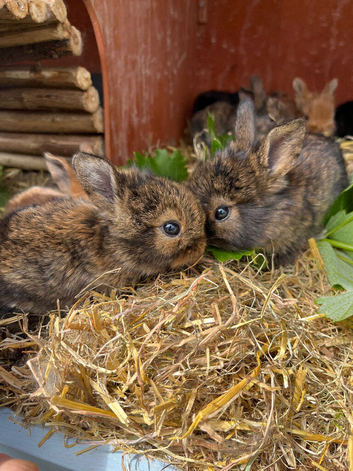 8 baby bunnies ready soon