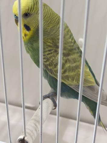 STUNNING COCK RAINBOW RING NUMBER 30 RED RING 2024!BRED