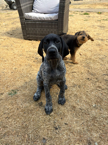 KC registered GSP