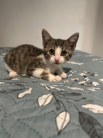 (FREE) Sweet little kitten looking for a forever home