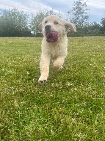 Golden Retriever Puppies  ready now