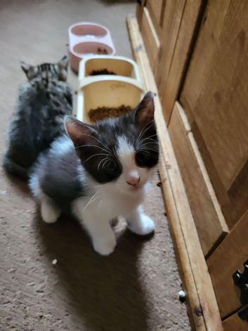 Playful kittens for sale