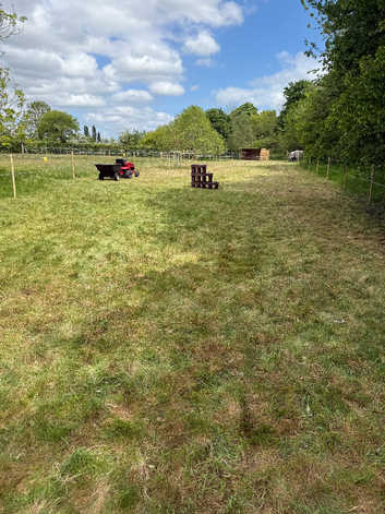 Free grazing for one pony