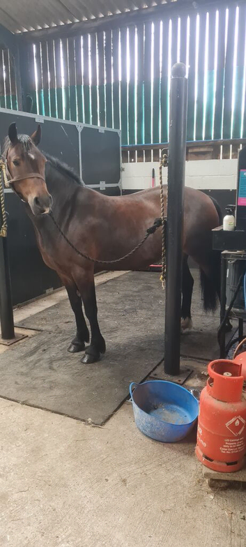 Stunning welsh c mare offers welcome
