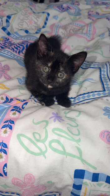 2 gorgeous kittens