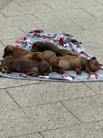 Miniature Dachshund pups