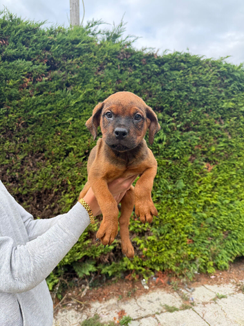 Rottweiler cross Dogue De Bordeaux