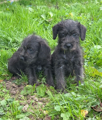 Bedlington terrier x border terrier