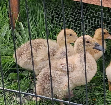 2x Welsh harlequin female ducklings