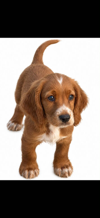 Ready Now.... Stunning sprocker pups
