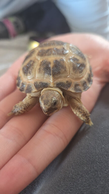 Tortoise