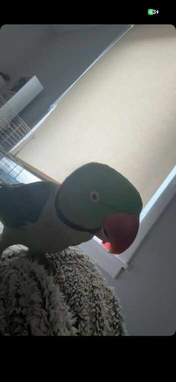 alexandrine parrot