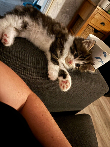 Maine coon cross kittens