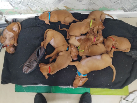 VIZLA pups for sale