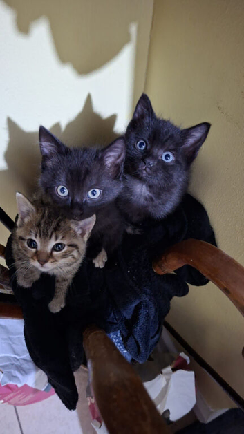 Mixed Black bengal kitten