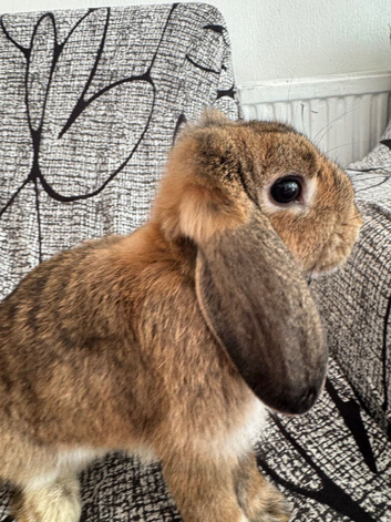 Male mini lops