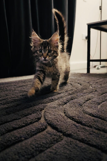 Beautiful tabby maine coon