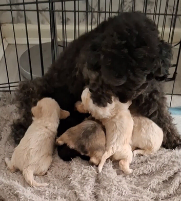 Beautiful mailtopoo puppies