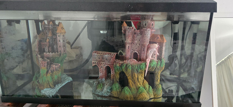 4 Large axolotl with Tanks COMPLETE SET