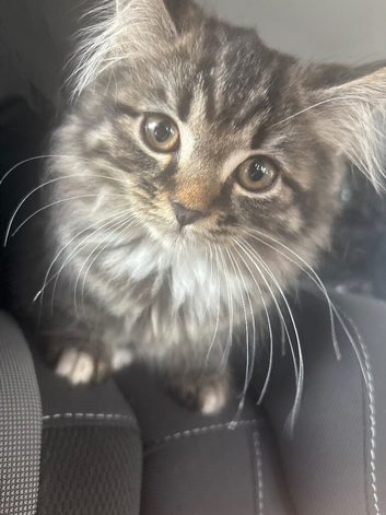 british shorthair x kittens