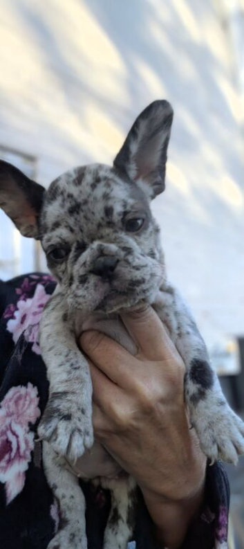 French bulldog girls